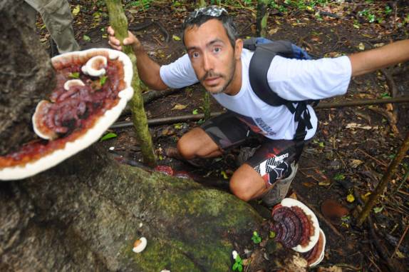 Cogumelo gigante, do tamanho de uma pia, na trilha do monte Liamuiga, o vulcão da ilha de St. Kitts - Caribe